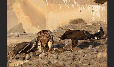 Kaiseradler (Aquila heliaca)