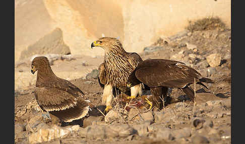 Kaiseradler (Aquila heliaca)