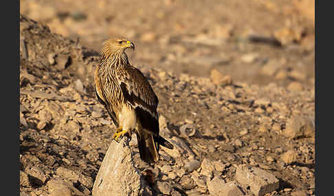 Kaiseradler (Aquila heliaca)