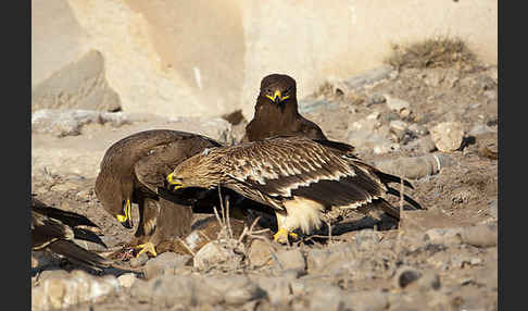 Kaiseradler (Aquila heliaca)