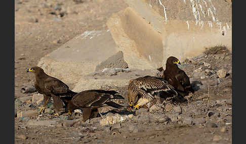 Kaiseradler (Aquila heliaca)