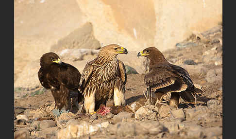 Kaiseradler (Aquila heliaca)