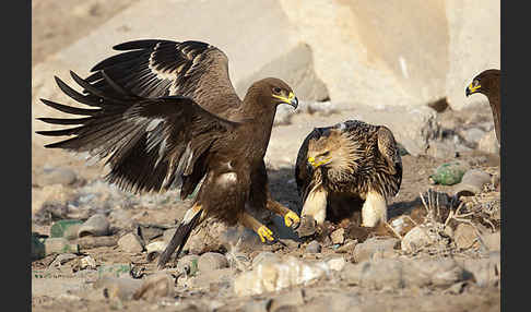 Kaiseradler (Aquila heliaca)