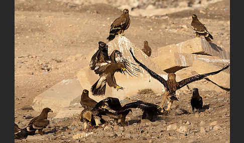 Kaiseradler (Aquila heliaca)