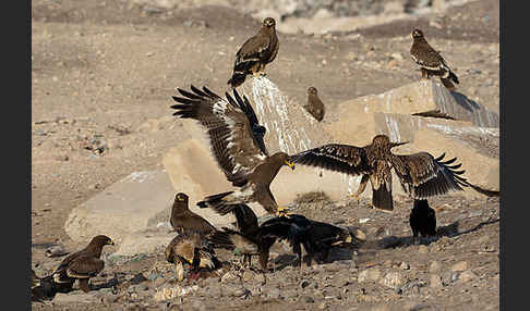 Kaiseradler (Aquila heliaca)