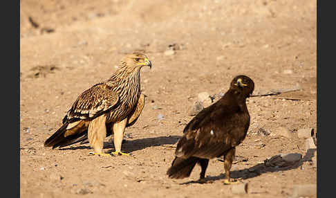 Kaiseradler (Aquila heliaca)