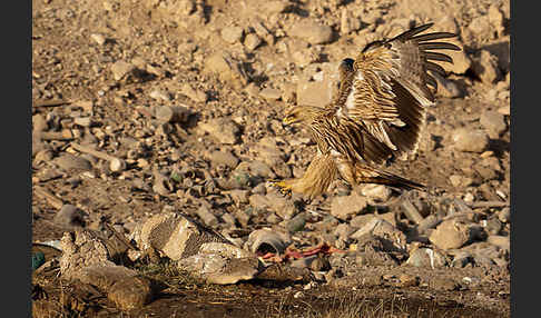 Kaiseradler (Aquila heliaca)