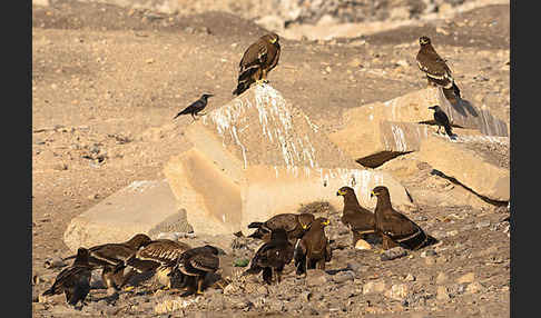 Kaiseradler (Aquila heliaca)