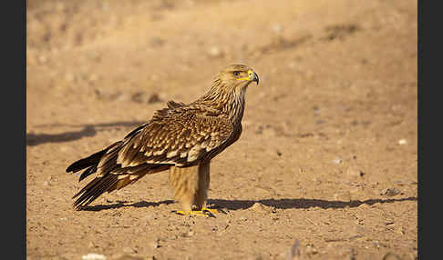 Kaiseradler (Aquila heliaca)