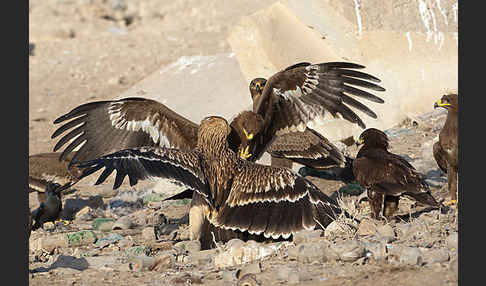 Kaiseradler (Aquila heliaca)