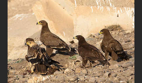 Kaiseradler (Aquila heliaca)