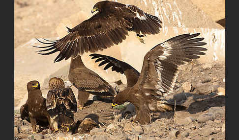 Kaiseradler (Aquila heliaca)