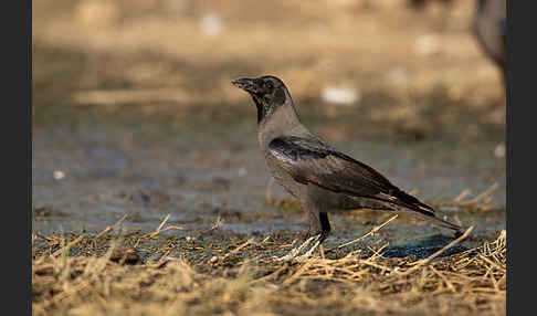 Glanzkrähe (Corvus splendens)
