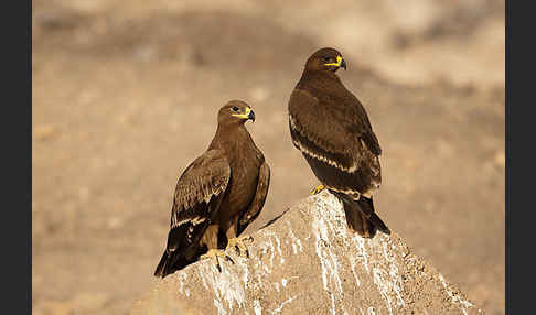 Steppenadler (Aquila nipalensis)