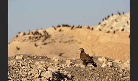 Steppenadler (Aquila nipalensis)