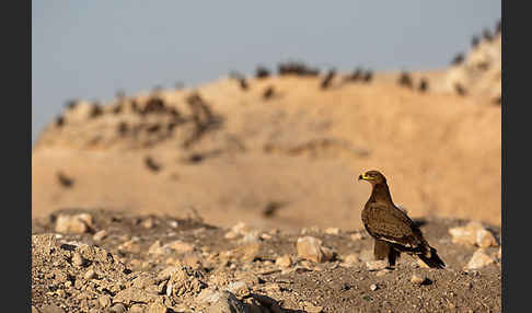 Steppenadler (Aquila nipalensis)