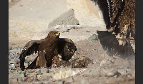 Kaiseradler (Aquila heliaca)