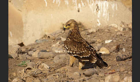 Kaiseradler (Aquila heliaca)