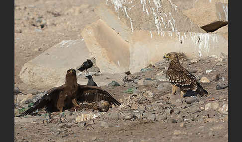 Kaiseradler (Aquila heliaca)