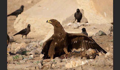 Steppenadler (Aquila nipalensis)