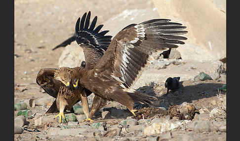 Kaiseradler (Aquila heliaca)