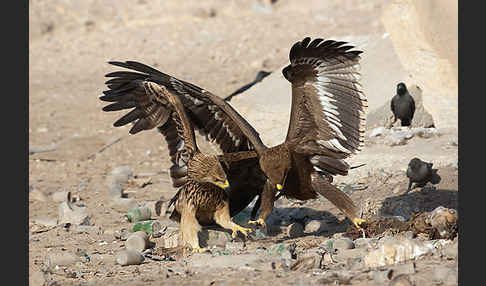 Kaiseradler (Aquila heliaca)