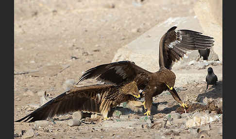 Kaiseradler (Aquila heliaca)