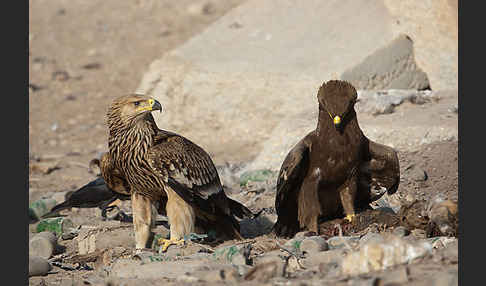 Kaiseradler (Aquila heliaca)