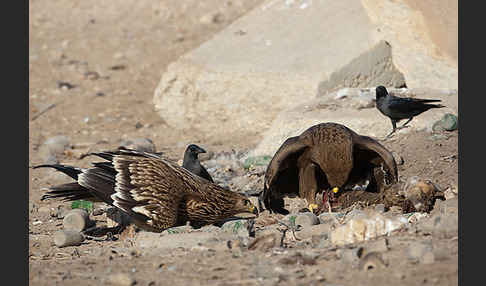 Kaiseradler (Aquila heliaca)