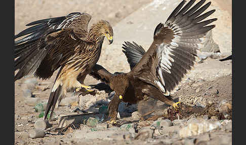 Kaiseradler (Aquila heliaca)