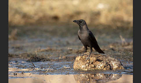 Glanzkrähe (Corvus splendens)