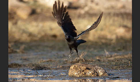 Glanzkrähe (Corvus splendens)