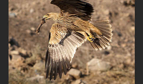 Kaiseradler (Aquila heliaca)