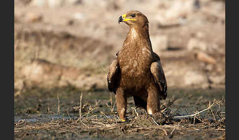 Steppenadler (Aquila nipalensis)