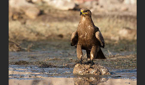 Steppenadler (Aquila nipalensis)