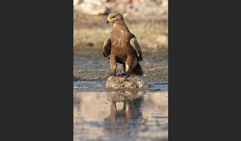 Steppenadler (Aquila nipalensis)