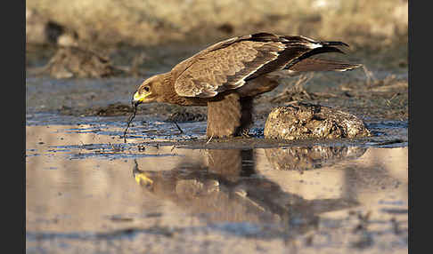 Steppenadler (Aquila nipalensis)