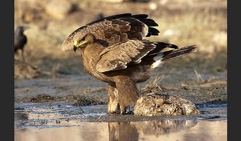 Steppenadler (Aquila nipalensis)