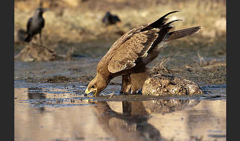 Steppenadler (Aquila nipalensis)