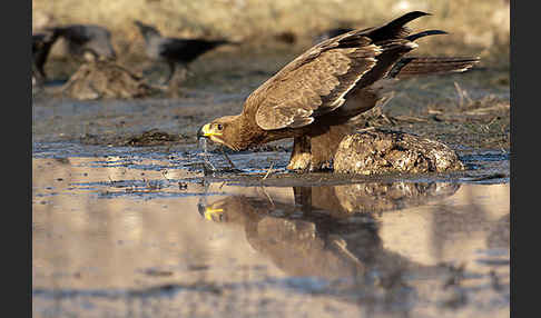 Steppenadler (Aquila nipalensis)