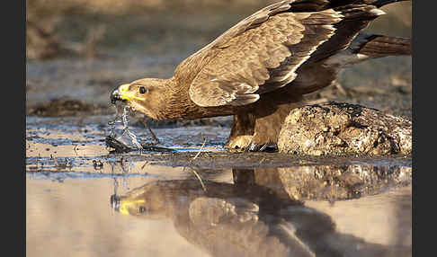 Steppenadler (Aquila nipalensis)