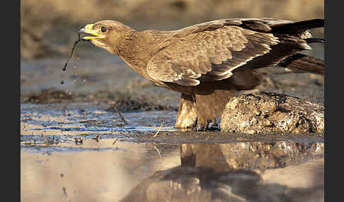 Steppenadler (Aquila nipalensis)