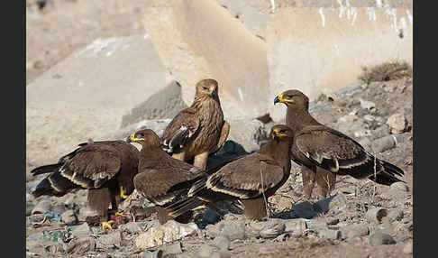 Kaiseradler (Aquila heliaca)