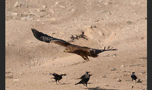 Kaiseradler (Aquila heliaca)