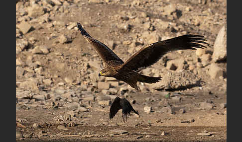 Kaiseradler (Aquila heliaca)