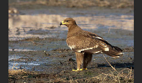 Steppenadler (Aquila nipalensis)