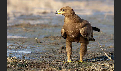 Steppenadler (Aquila nipalensis)