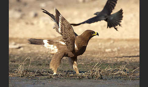 Steppenadler (Aquila nipalensis)