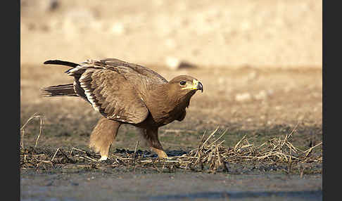 Steppenadler (Aquila nipalensis)