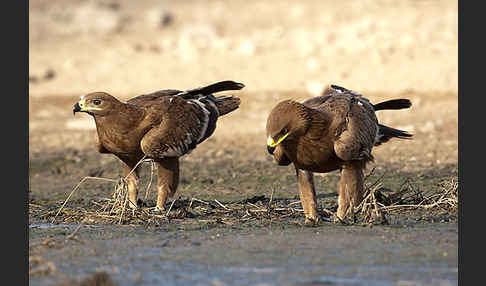 Steppenadler (Aquila nipalensis)